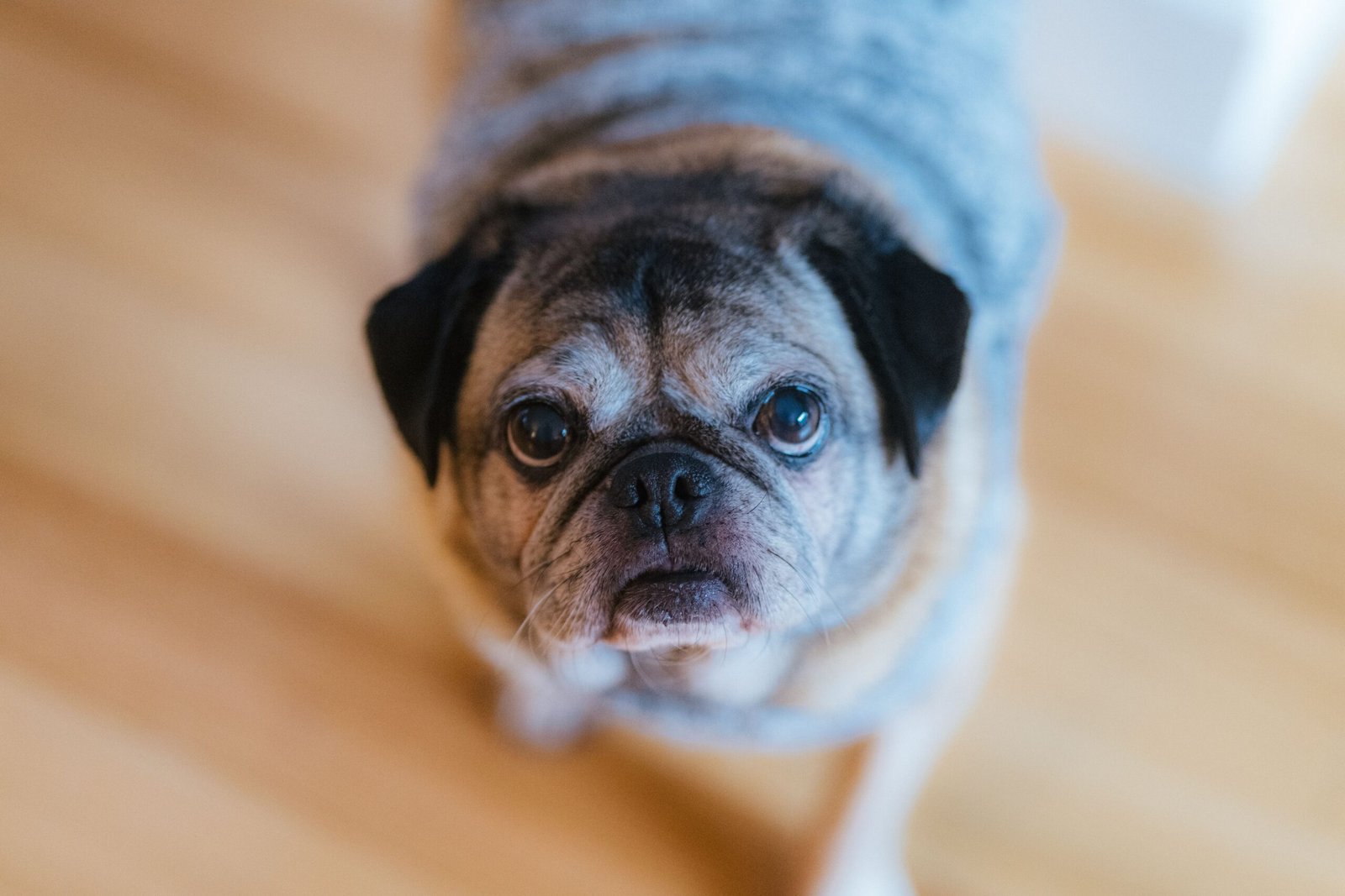 Senior Dog Falls Over When Shaking? How to Make Them Safer