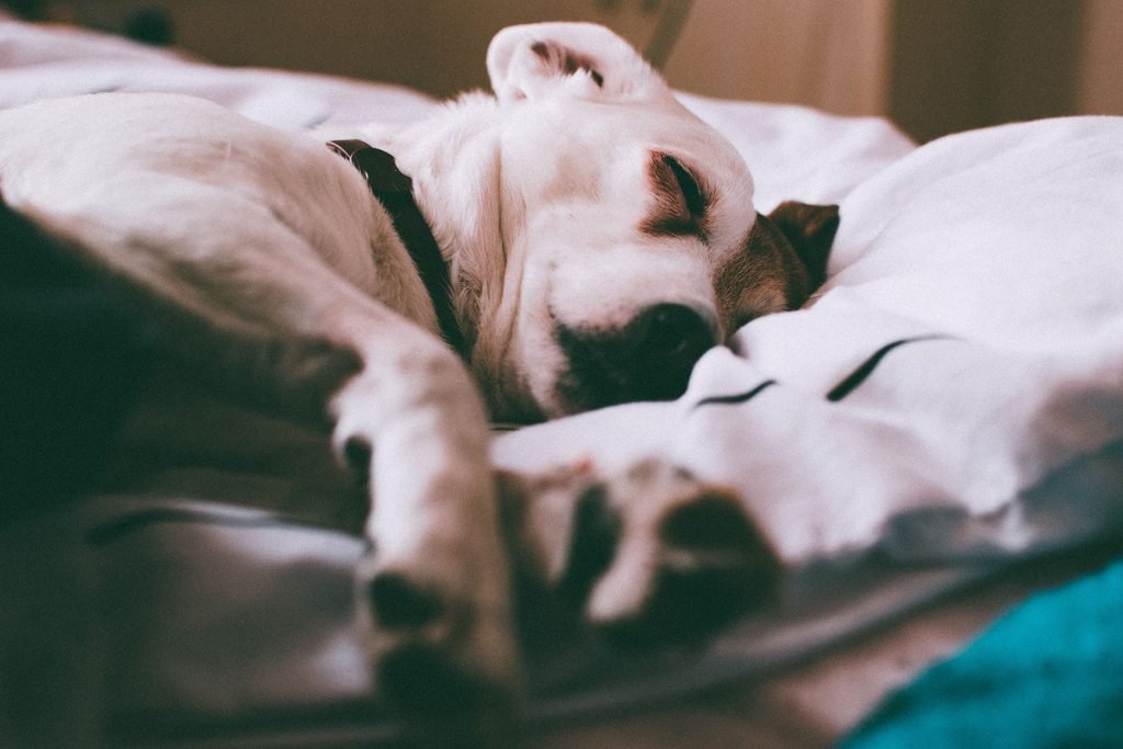 A senior dog sleeping