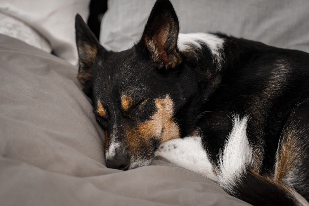 Create a night sleep area for your senior dog