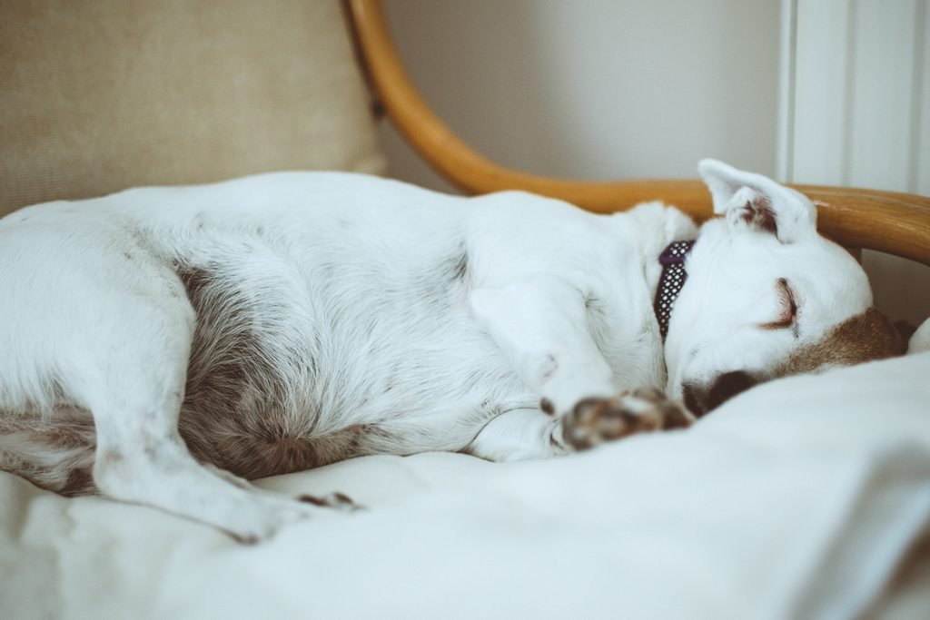 senior dog sleeping on couch