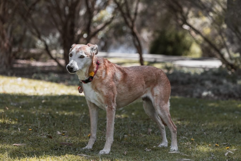 Senior dog outside to pee