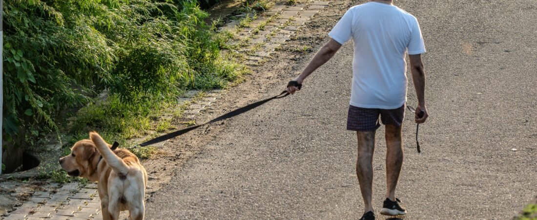 Senior Dog Can Walk but Can’t Stand Still for Long? What to Check