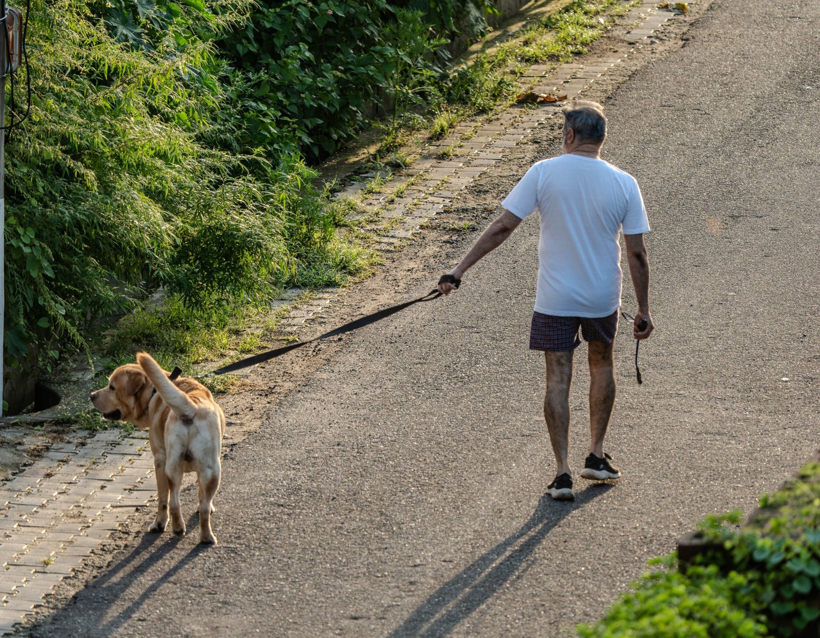Senior Dog Can Walk but Can’t Stand Still for Long? What to Check