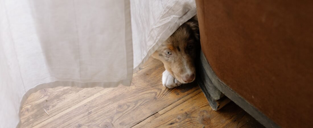 Senior Dog Gets Stuck Behind Furniture at Night? Make the House Safe