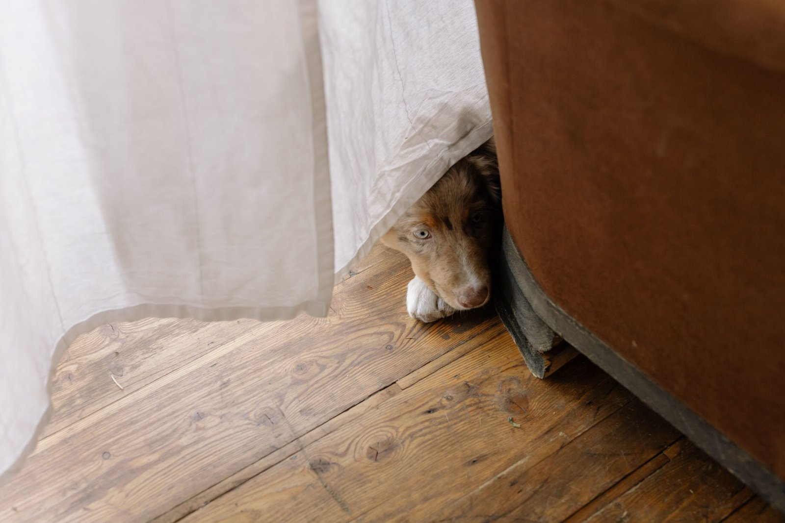 Senior Dog Gets Stuck Behind Furniture at Night? Make the House Safe