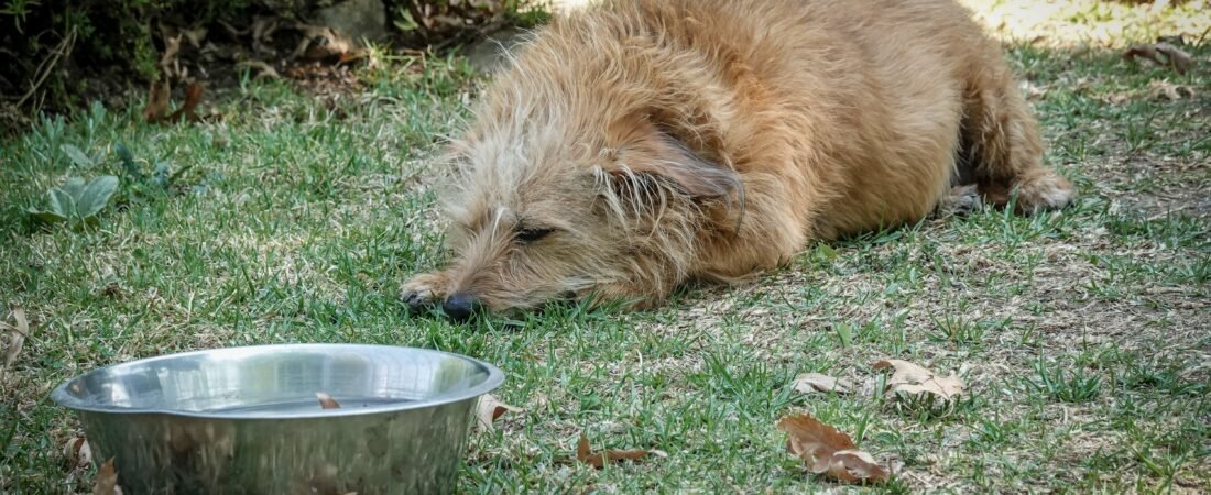 Senior Dog Wants to Eat but Struggles With the Bowl? What to Check