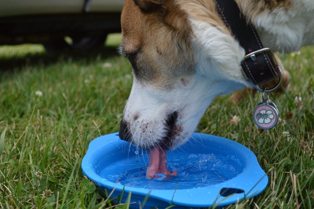 A dog drinking water from a blue bowl outside