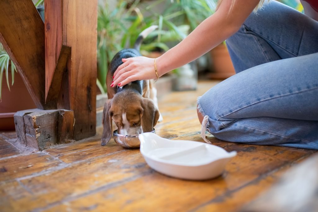 A dog drinking water on a wooden porch