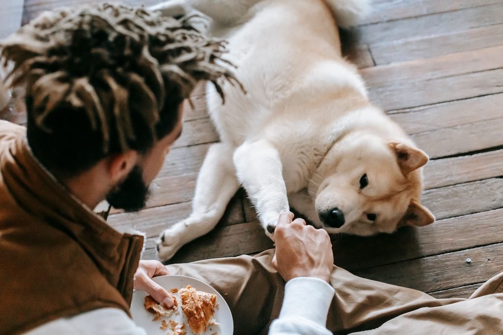 When senior dog need vet